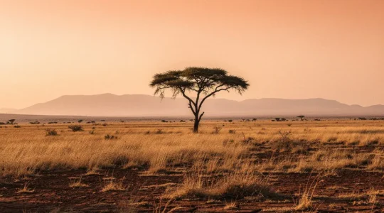 Vue panoramique de la savane africaine au coucher du soleil avec acacia et paysage étendu